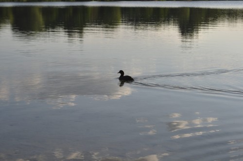 DSC_0525.JPG
